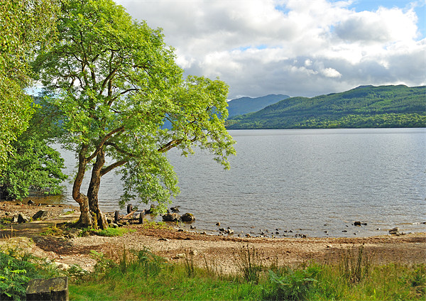 Loch Lomond Scotland Picture Board by Diana Mower