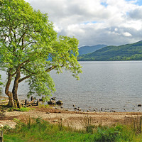 Buy canvas prints of Loch Lomond Scotland by Diana Mower