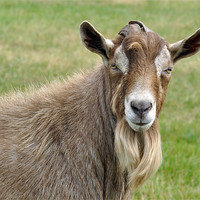Buy canvas prints of Goat Portrait by Diana Mower