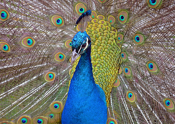 Peacock displaying Picture Board by Diana Mower