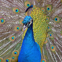 Buy canvas prints of Peacock displaying by Diana Mower