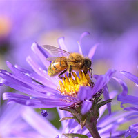 Buy canvas prints of Bee on Aster by Diana Mower