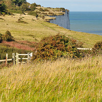 Buy canvas prints of Dover white Cliffs Walk by Diana Mower
