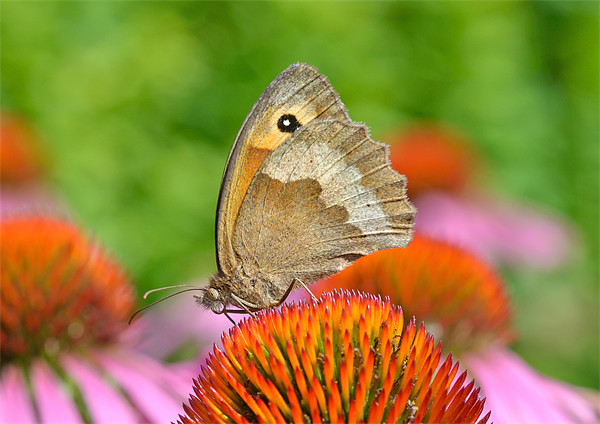 Meadow Brown Butterfly Picture Board by Diana Mower