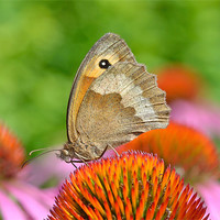 Buy canvas prints of Meadow Brown Butterfly by Diana Mower
