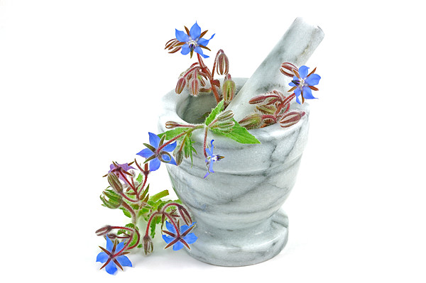 Starflower with Pestle and Mortar Picture Board by Diana Mower