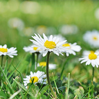 Buy canvas prints of Daisies on garden lawn by Diana Mower