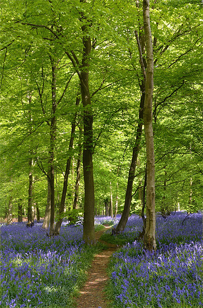 Bluebell Wood  Picture Board by Diana Mower