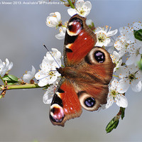 Buy canvas prints of Peacock Butterfly by Diana Mower