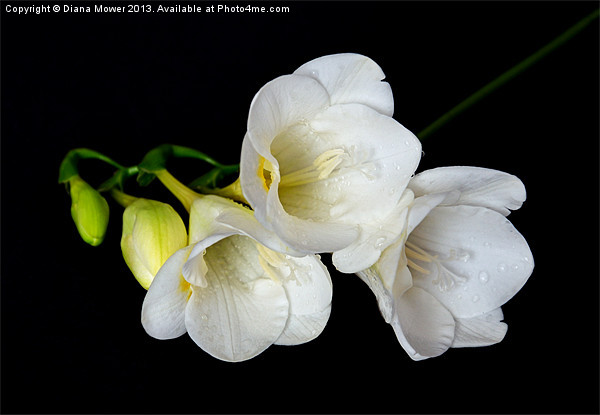 White Freesia on Black Background Picture Board by Diana Mower