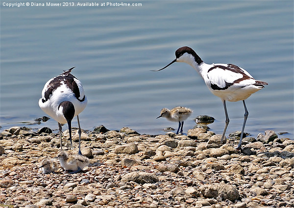 Avocet Family Picture Board by Diana Mower