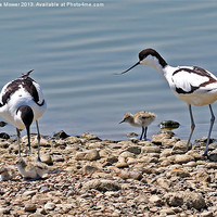 Buy canvas prints of Avocet Family by Diana Mower