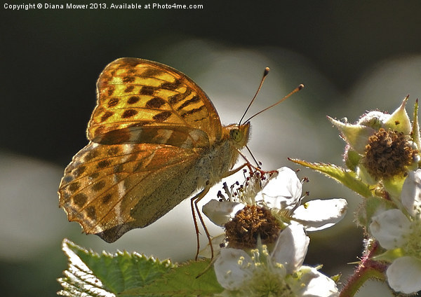 Silver Washed Fritillary Picture Board by Diana Mower