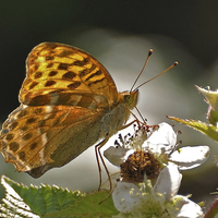 Buy canvas prints of Silver Washed Fritillary by Diana Mower