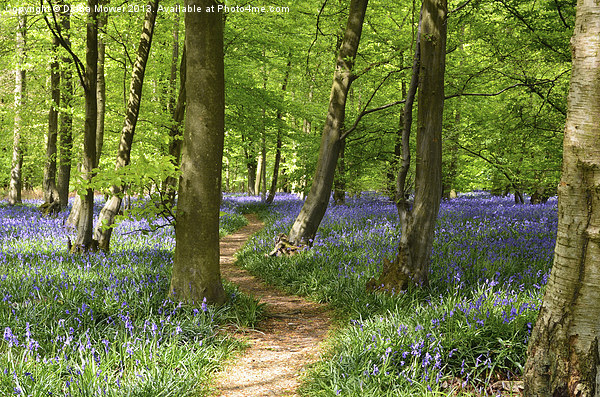 Bluebell Woods Picture Board by Diana Mower