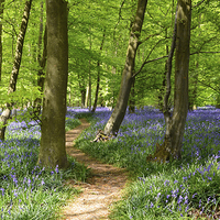 Buy canvas prints of Bluebell Woods by Diana Mower