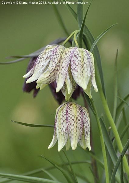 Snakes Head Fritillaries Picture Board by Diana Mower