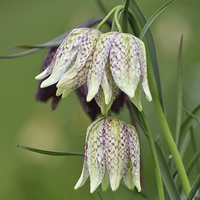 Buy canvas prints of Snakes Head Fritillaries by Diana Mower