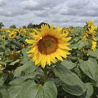 Buy canvas prints of Sunflower Landscape by Diana Mower