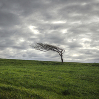 Buy canvas prints of Windswept Tree Beachy Head Sussex by Diana Mower