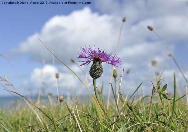 Knapweed White Cliffs of Dover Picture Board by Diana Mower