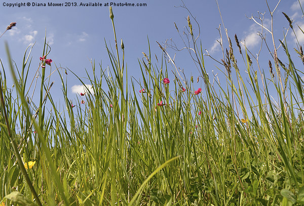 Summer Grasses Picture Board by Diana Mower