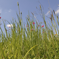 Buy canvas prints of Summer Grasses by Diana Mower