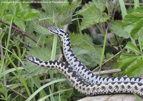 Dancing Adders Picture Board by Diana Mower