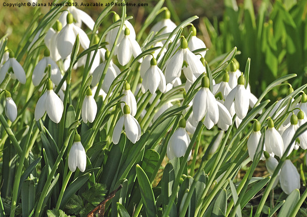 Snowdrops in the English countryside Picture Board by Diana Mower