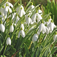 Buy canvas prints of Snowdrops in the English countryside by Diana Mower