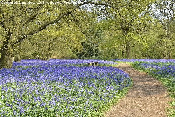 Bluebell Wood Essex Picture Board by Diana Mower