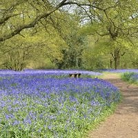 Buy canvas prints of Bluebell Wood Essex by Diana Mower
