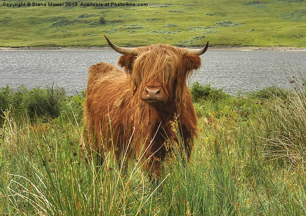 Highland Cow Loch Arklet, Scotland Picture Board by Diana Mower