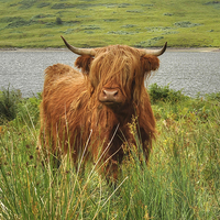 Buy canvas prints of Highland Cow Loch Arklet, Scotland by Diana Mower