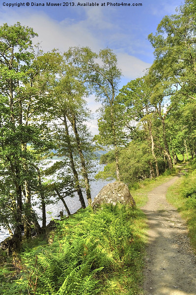 Loch Lomond Path Scotland  Picture Board by Diana Mower