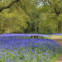 Buy canvas prints of Bluebell Woodlands Seat by Diana Mower