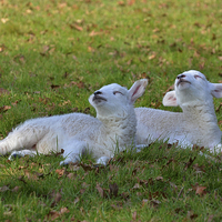 Buy canvas prints of twin Lambs by Diana Mower