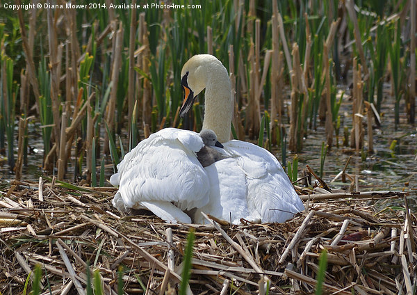 Swan and Cygnet nest Picture Board by Diana Mower