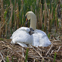 Buy canvas prints of Swan and Cygnet nest by Diana Mower