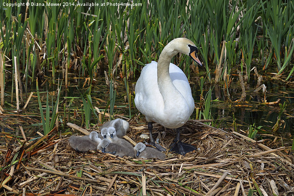 Swan and Cygnets Picture Board by Diana Mower