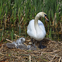 Buy canvas prints of Swan and Cygnets by Diana Mower