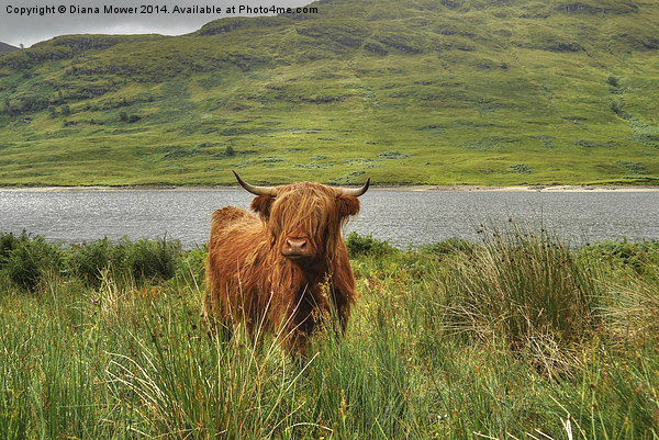 Highland Cow Lock Arklet, Scotland Picture Board by Diana Mower