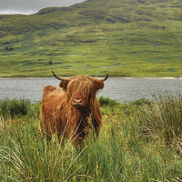 Buy canvas prints of Highland Cow Lock Arklet, Scotland by Diana Mower