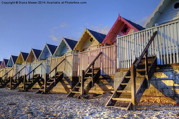 Mersea Evening light on Beach Huts Picture Board by Diana Mower