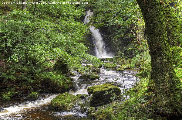 Dolgoch Falls Wales Picture Board by Diana Mower