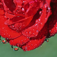 Buy canvas prints of Valentine Rose by Diana Mower