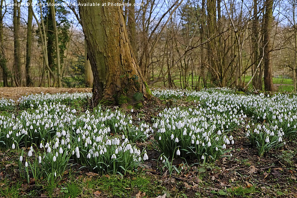 Snowdrop Wood England Picture Board by Diana Mower
