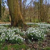 Buy canvas prints of Snowdrop Wood England by Diana Mower