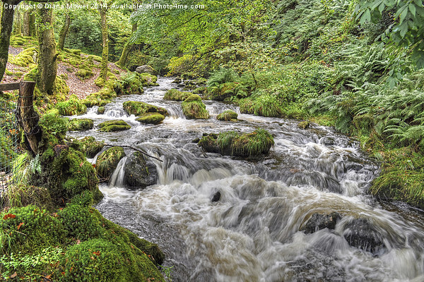 Dolgoch Falls Wales Picture Board by Diana Mower