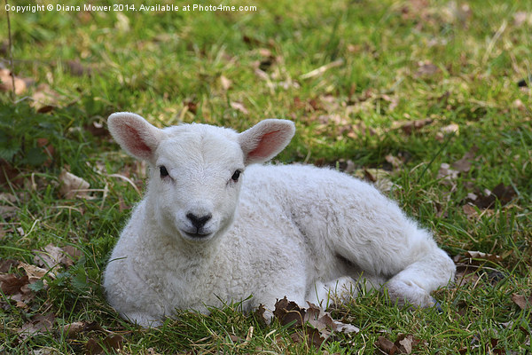 Young white Lamb  Picture Board by Diana Mower